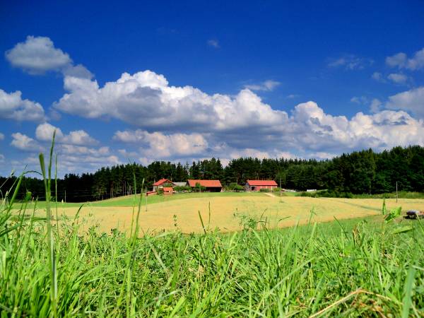 Agroturystyka Borowski Las Agroturystyka Borowski Las