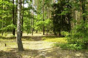 Drężewo