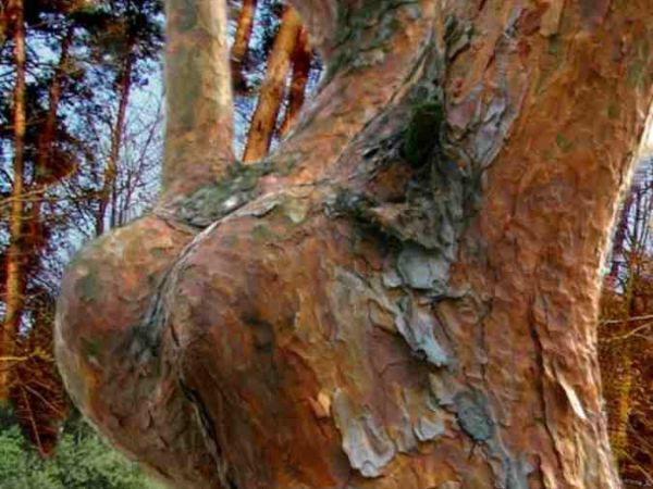 Zdjęcia Czyste Błota