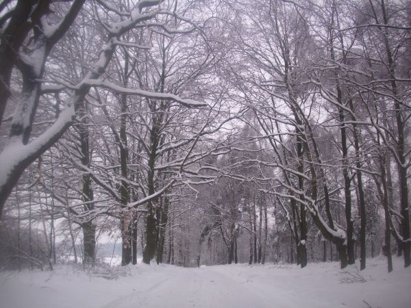 Zdjęcia Boronów