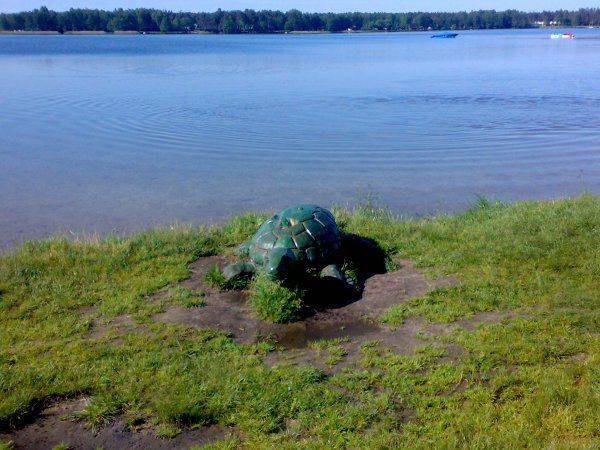 żółw nad brzegiem jeziora