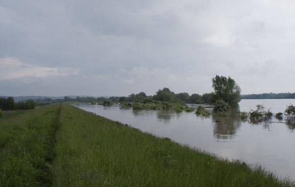 19 maja godz. 16:03. Wisła w Parchatce. Fot. Piotr Żybura 19 maja godz. 16:03. Wisła w Parchatce. Fot. Piotr Żybura