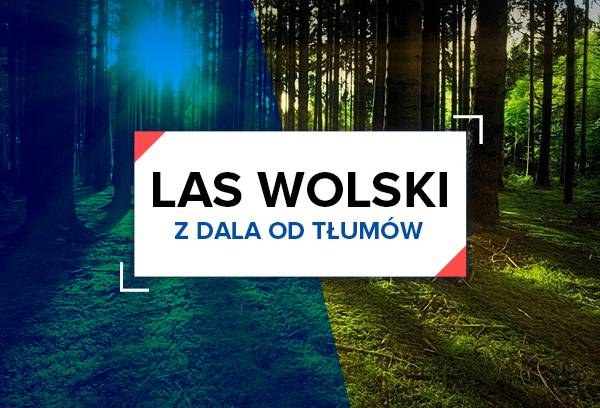 Z dala od tłumów: Las Wolski