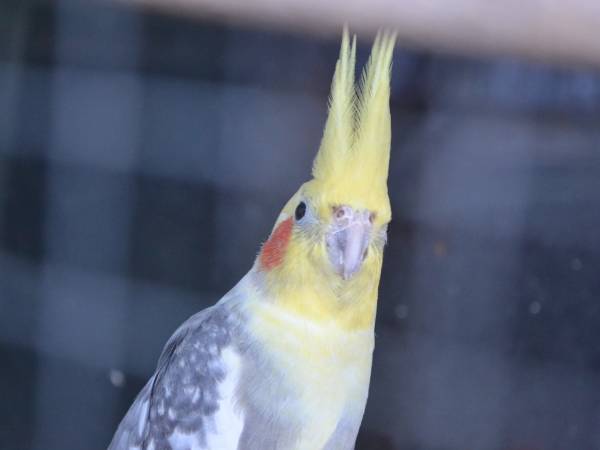 papużka nimfa