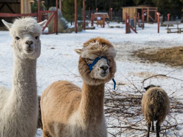 Tatrzańskie ZOO Zakopane - Bagno Shreka Tatrzańskie ZOO Zakopane - Bagno Shreka