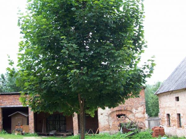 Domaszków