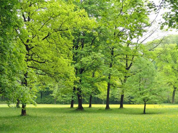 Parkrun - bezpłatne biegi w Jeleniej Górze