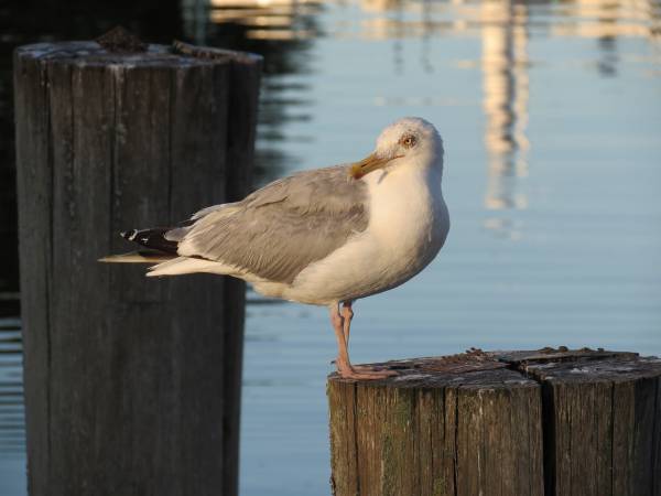 Dni Morza Ustka 2018