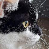 Wioletta Gniewkowska