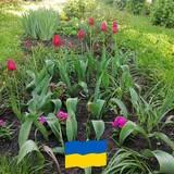 Aleksandra Czarnecka