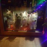 Żaneta Pilichiewicz-Zahajkiewicz