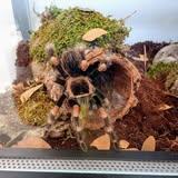 Iwona
