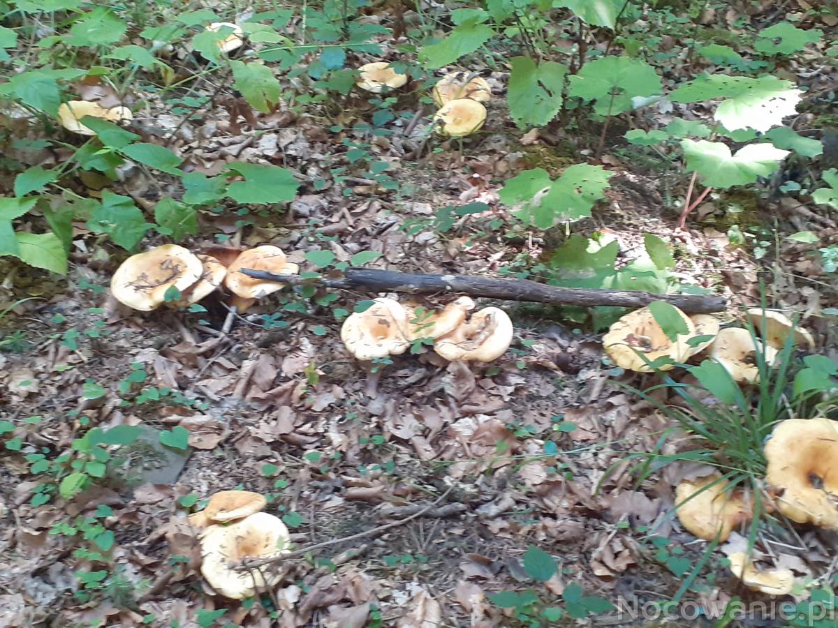 Złota polska jesień i grzybobranie