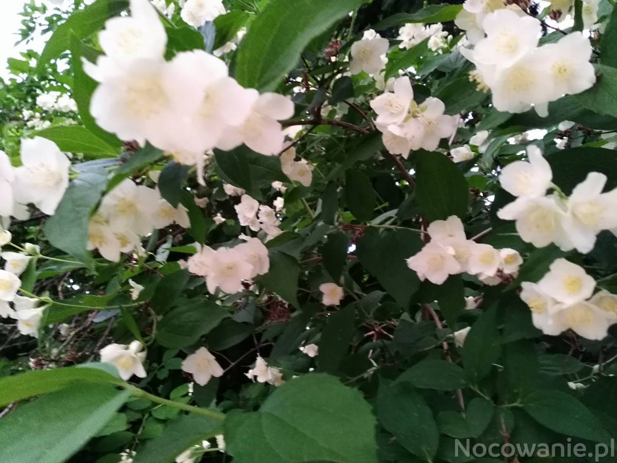 Wczasy dla Seniorów