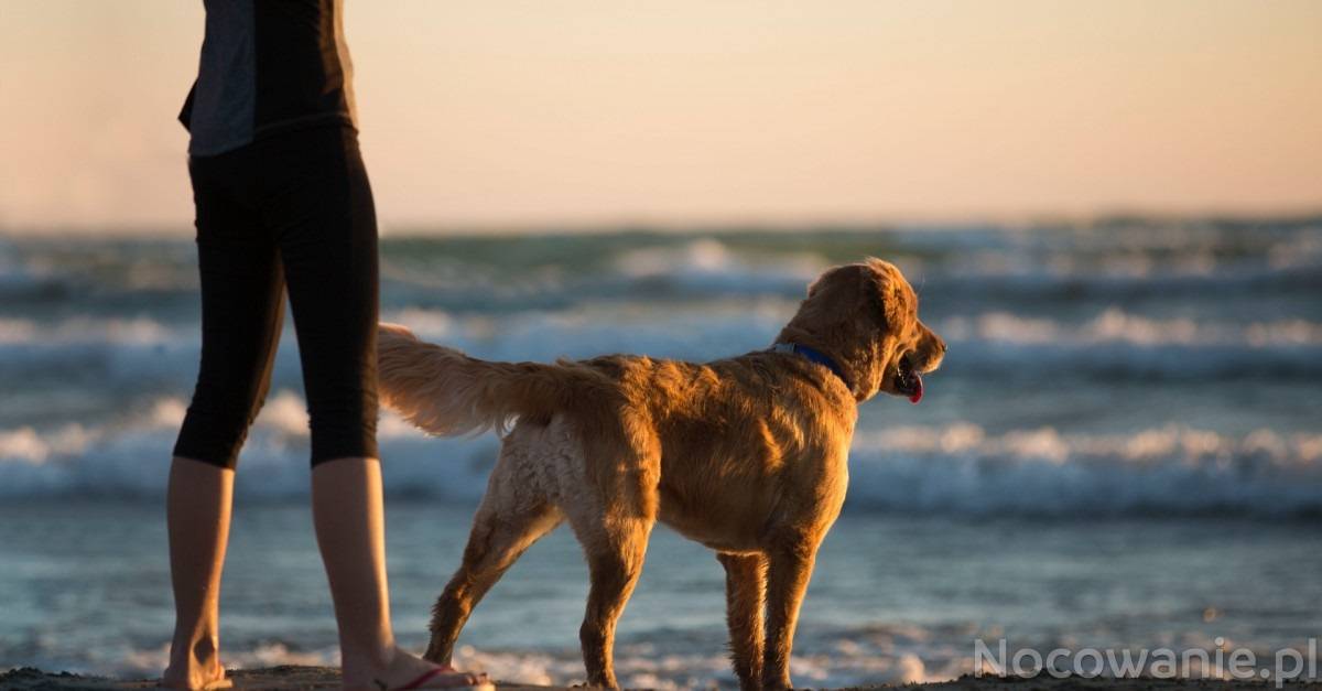 Wczasy z psem