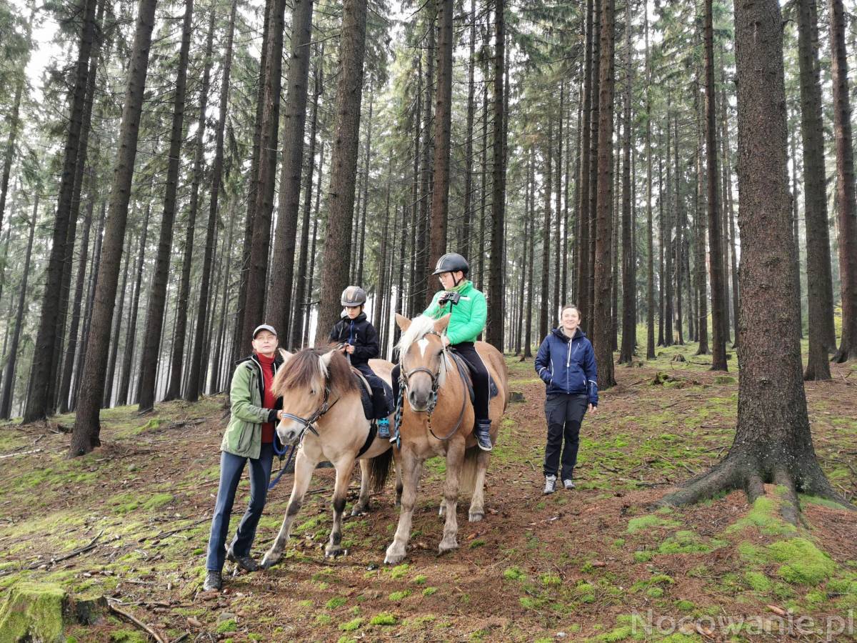 Zajęcia rekreacyjno-edukacyjne z elementami terapii
