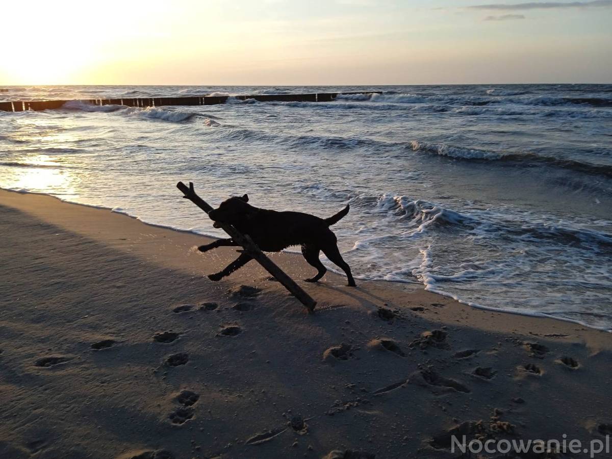 Wakacje z psem