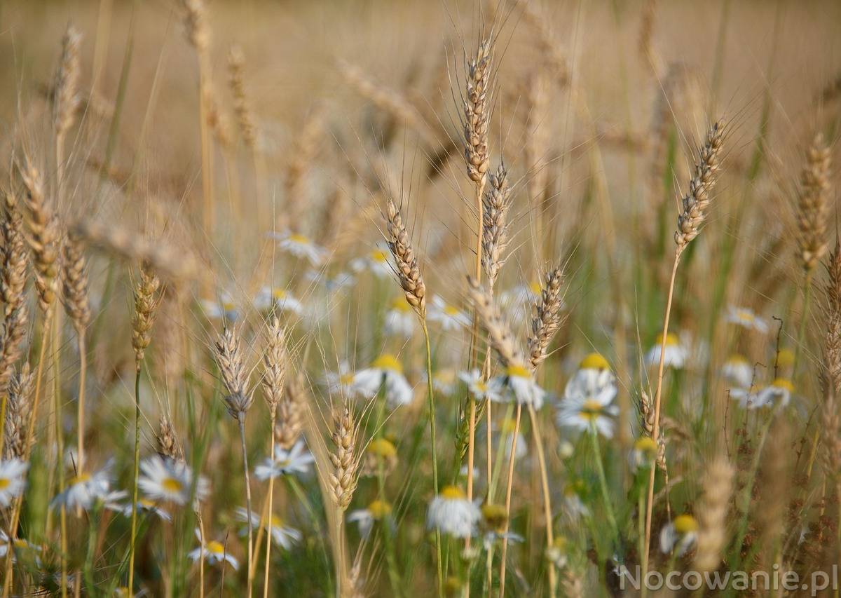Długi Weekend Sierpniowy 2025