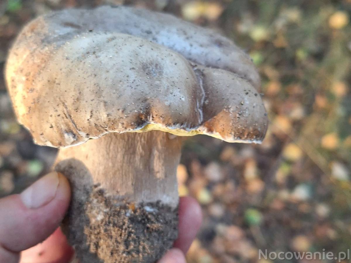 Ostatni wolny weekend w domku Leśnym - Grzybobranie