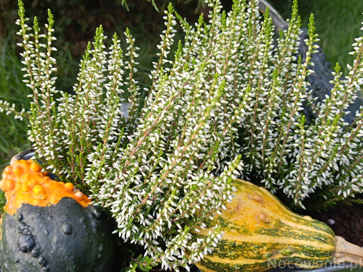 Złota Polska Jesień 