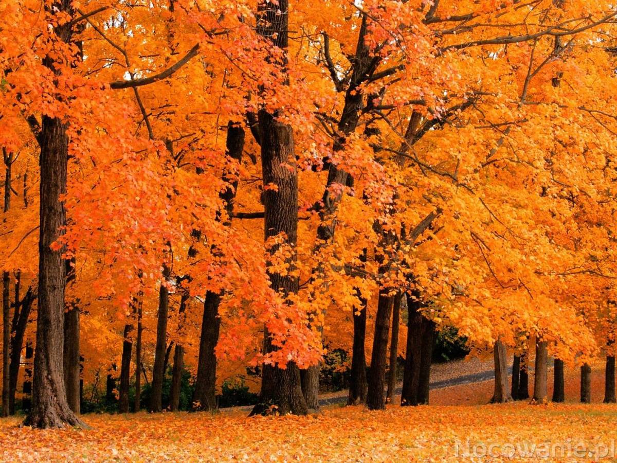 JESIEŃ W POLANICY-ZDROJU