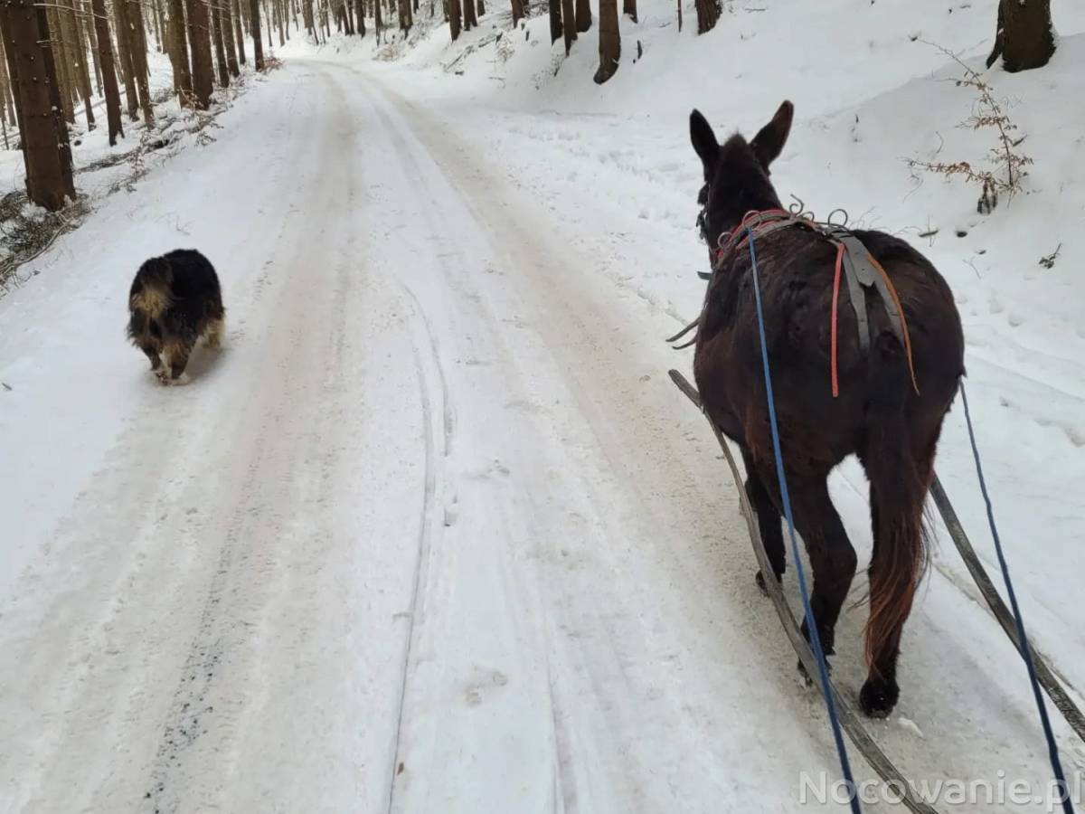 Ferie, zimowa oferta dla rodzin z dziećmi