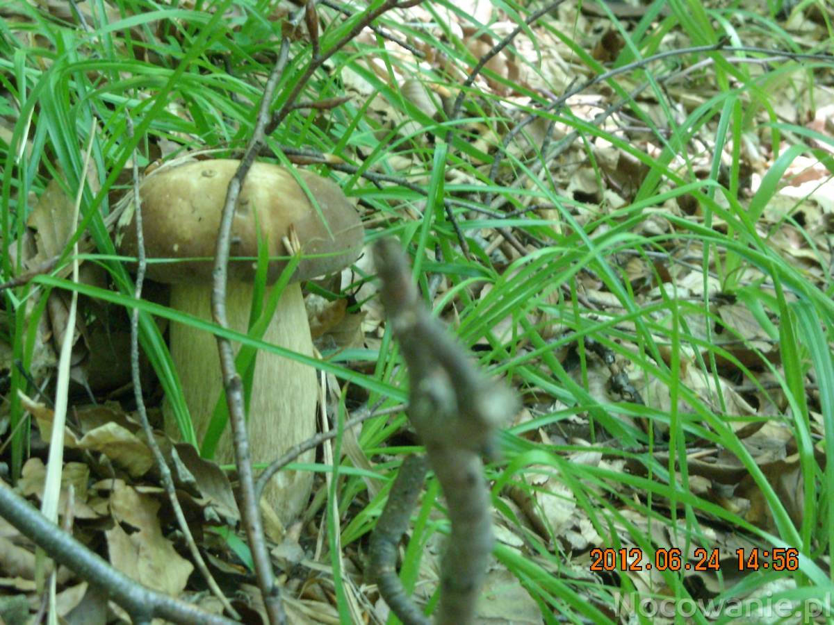 Grzybobranie lato- Jesień 2016