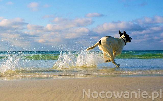 Wczasy z psem