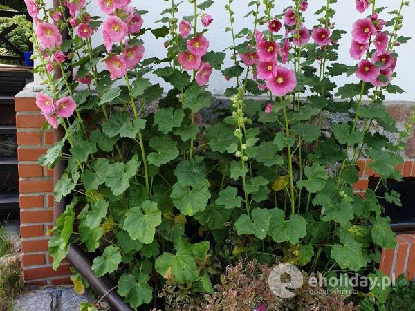 Nasze ulubione malwy