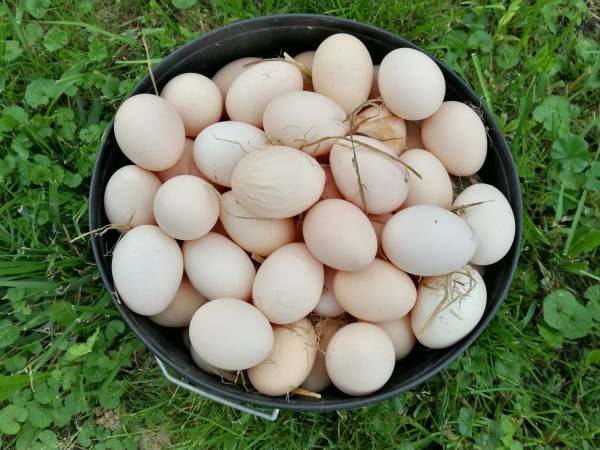 Jaja wiejskie z własnej hodowli