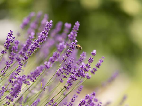 Domek Letniskowy u Irenki