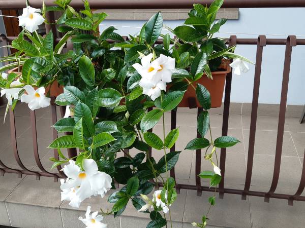 Kwatery Prywatne i Pokoje Do Wynajęcia u Lusii