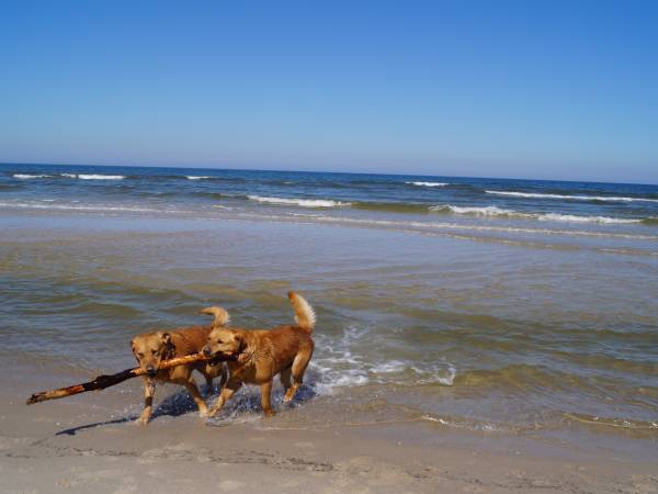 Balticana - Domek Letniskowy