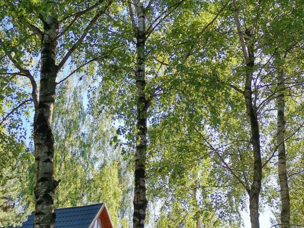 Agroturystyka Trzy Dęby Sasino