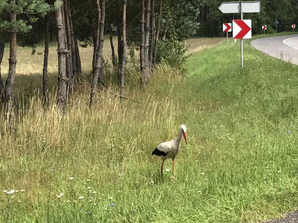 Domki Letniskowe w Anaju