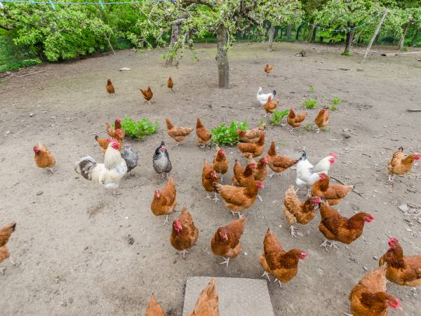 Gospodarstwo Agroturystyczne Pod Lipami