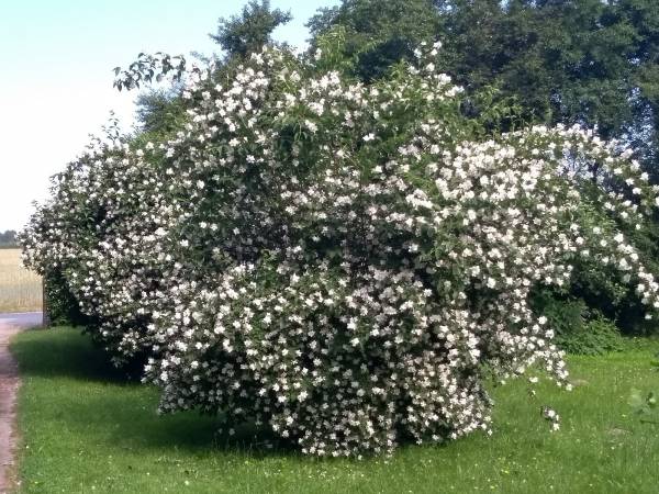 Gospodarstwo Agroturystyczne Krystyna Mazur