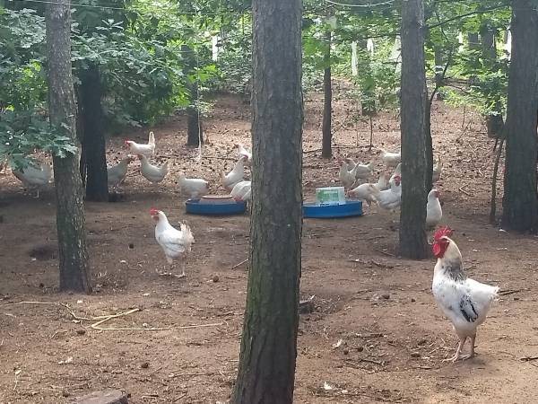 Gospodarstwo Agroturystyczne Krystyna Mazur