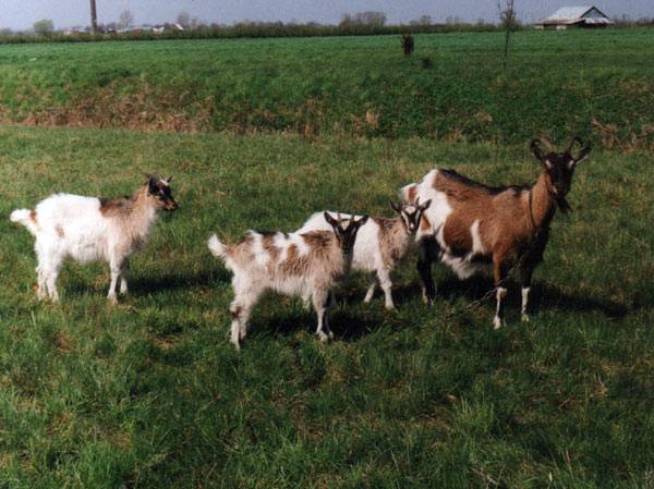 kozy,ktore daja pyszne mleko z ktorego robi sie sery
