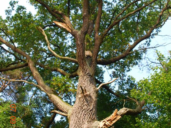 Dąb - pomnik przyrody.