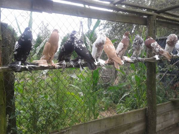 Hodowla gołębi rasowych