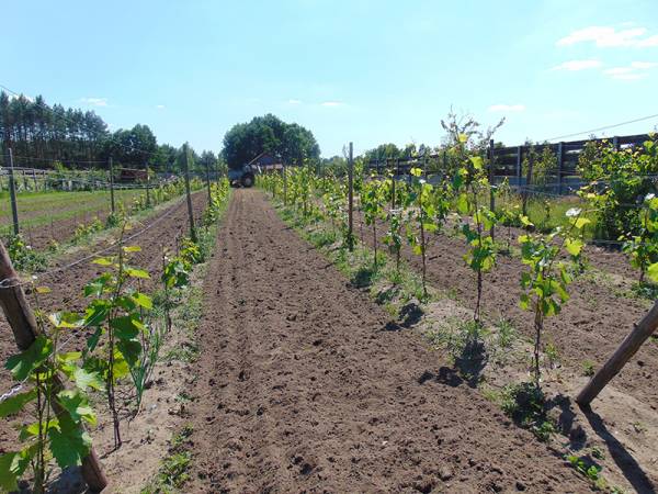 Prywatna winnica w ofercie mamy pyszne wino