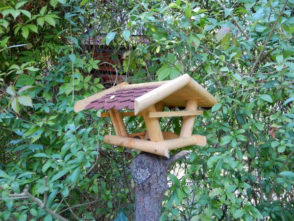 Karmnik dla wiewiórek.