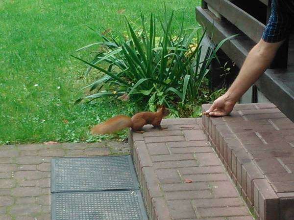 Domek do Wynajęcia VII