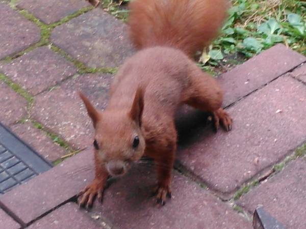 codzienny gość latem 2015r