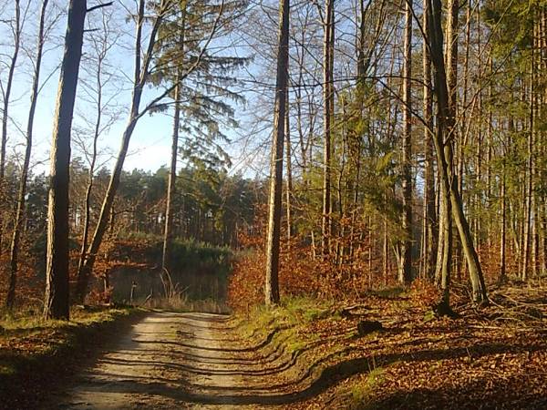 drogi w lesie- idealne na rowerowe wycieczki