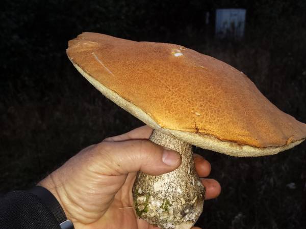 takie grzyby znajdujemy co roku!