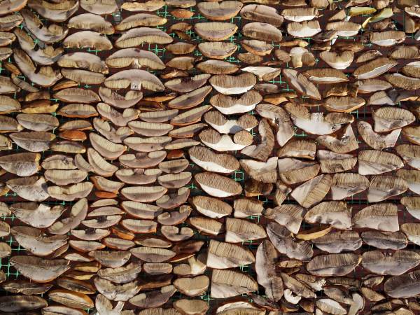 czy wystarczy tego bogactwa do pysznej zupy grzybowej?