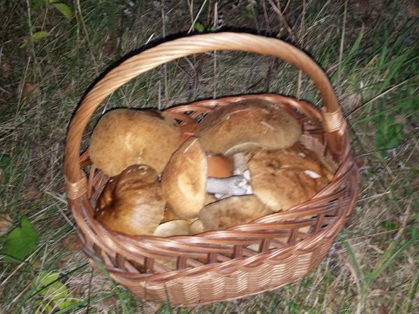 obfite zbiory grzybów gwarantowane