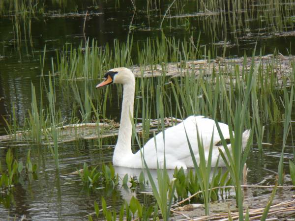 Zaprzyjaźniony łabędź na naszym stawie
